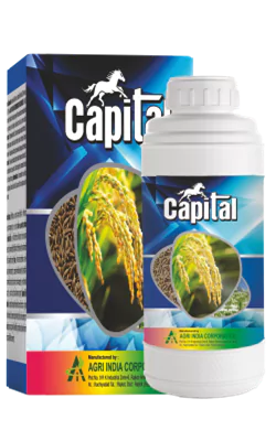 Capital